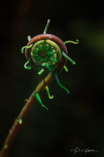 A Fiddlehead Fern