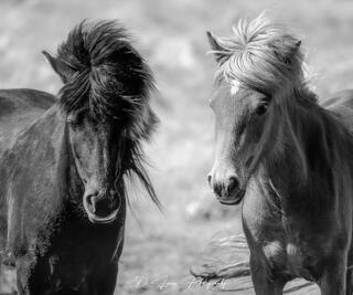 The Ponies