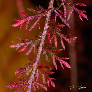 Red Fern