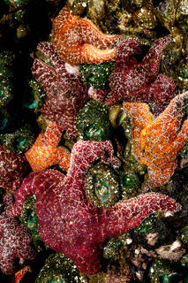 Oregon Sea Stars