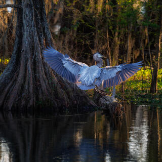 Great Blue Heron Wingspan