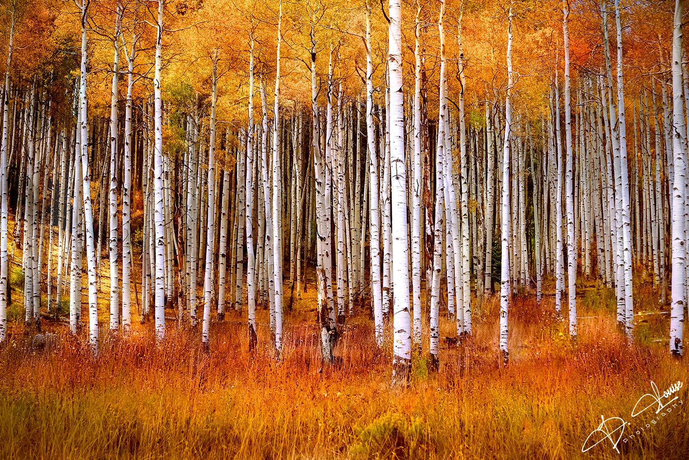 One of my most popular prints, this Aspen row was captured outside of Telluride Colorado when fall was taking full stage. The...
