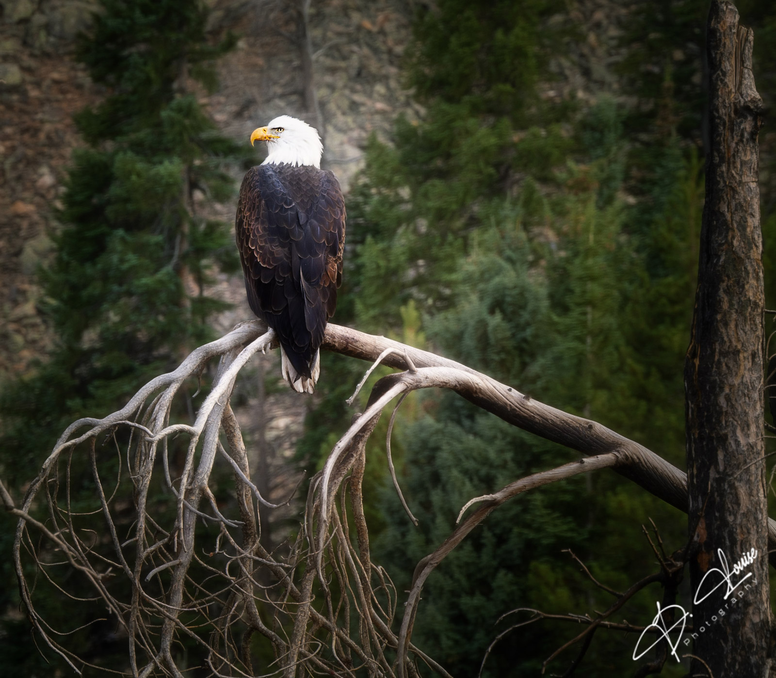 Bald Eagle, Eagle, Bird, Eagle, Perched, tree, Americana