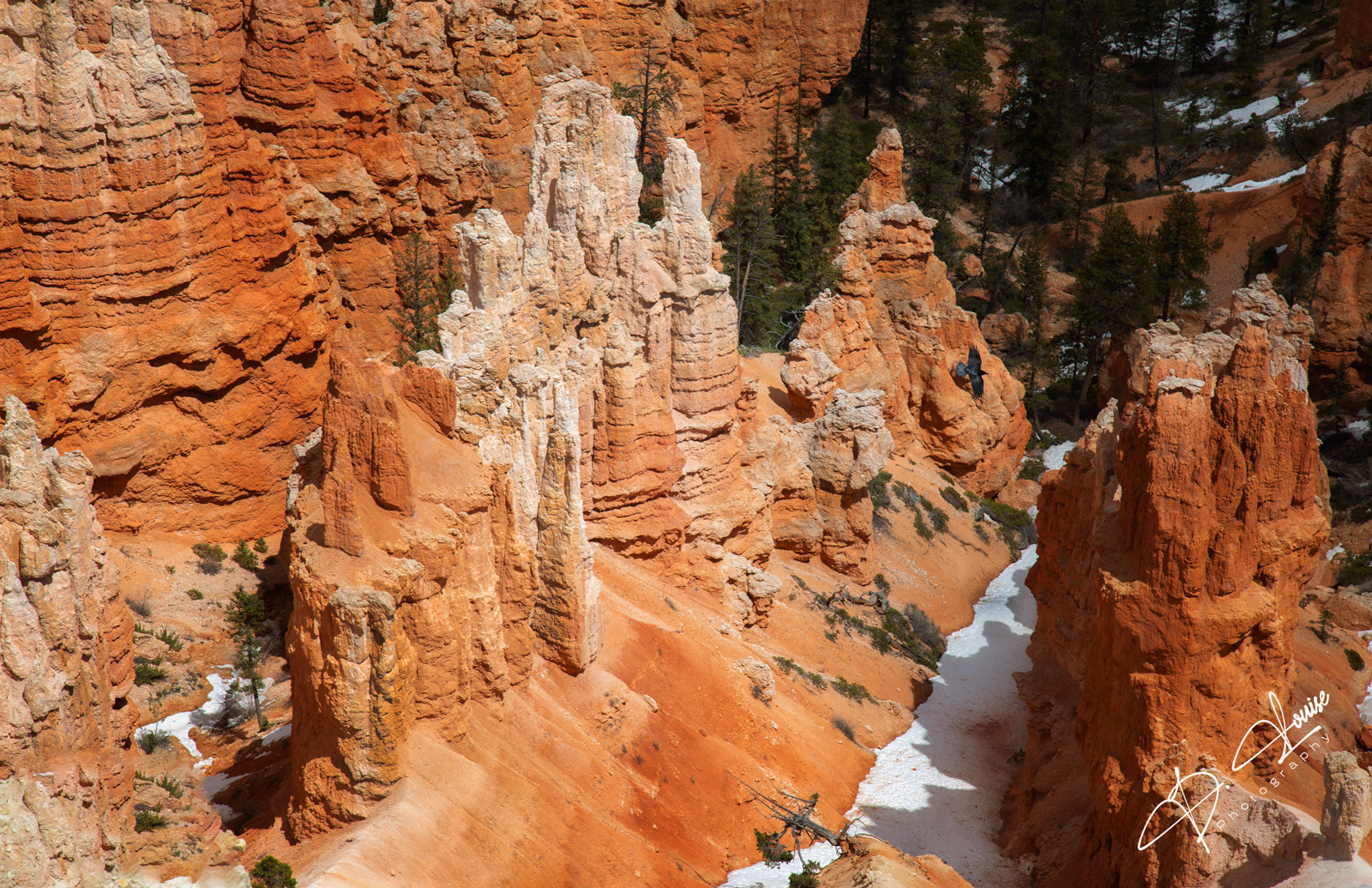 A raven catches a burst of wind through the towering hoodoos of Bryce Canyon