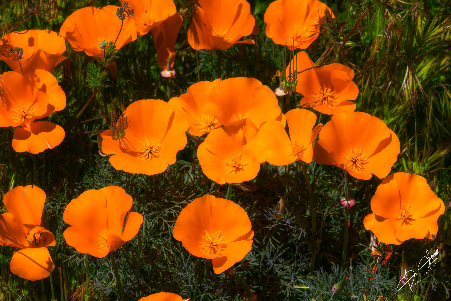 In April, poppies pop up all over the valley areas west of the Sierra Mountains. It's a beautiful orange carpet of color.