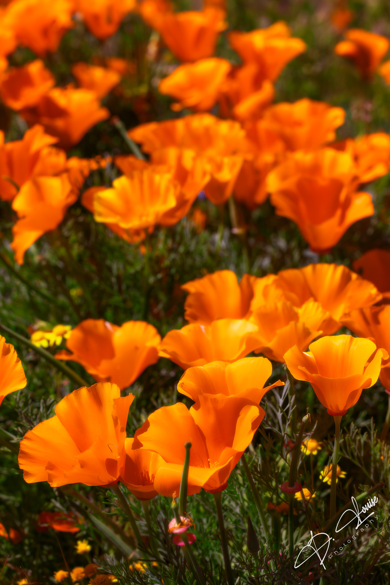 Orange Poppy Flowers. The California state flower