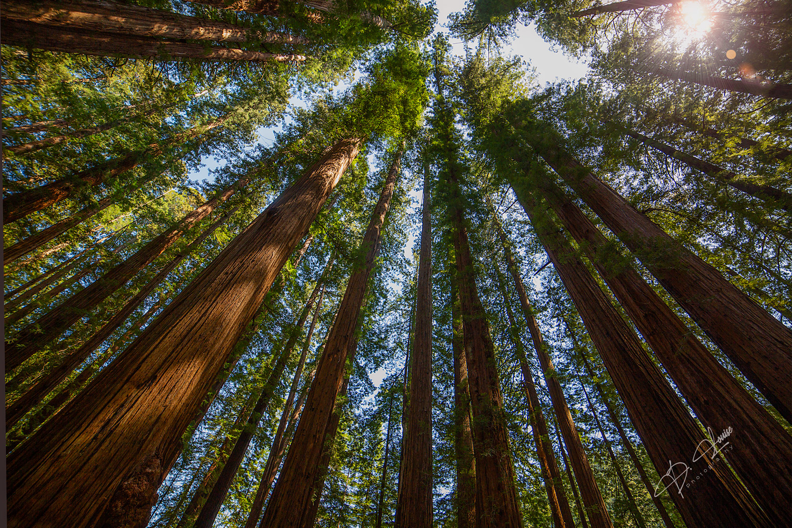 The Towering heights of the California Redwoods